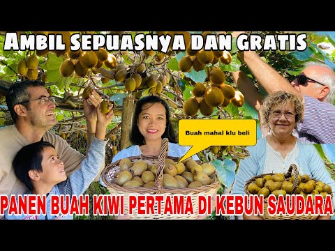 Video: Panen Buah Kiwi - Kapan Dan Cara Memetik Kiwi