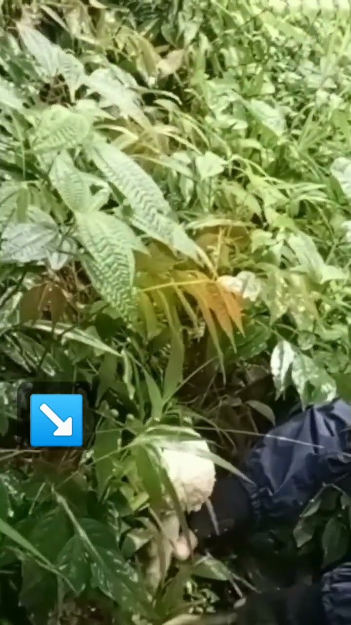 Jamur Hutan GN Gorowong