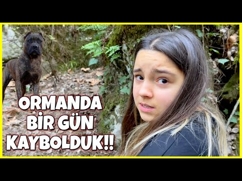 Video: Dağlarda Veya Ormanda Yürüyüş Yapmak Için Bir Rehber Nerede Bulunur?