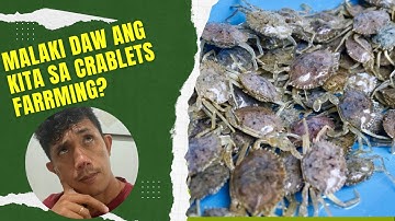 PART 1 : Crablets Farming, Magkano ang kita?