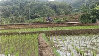 Pesawahan yang baru di tandur
