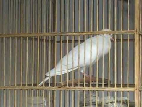 Burung Puter Putih Manggung Youtube