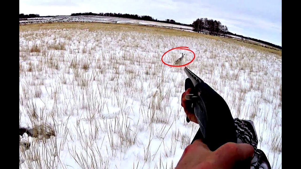 Как правильно охотиться на зайца. Заяц русак охота зимой. Тропить зайца зимой. Охота на зайца в новосибирской области 2020. Как правильно охотиться на зайца.