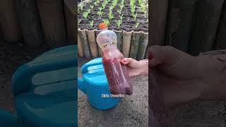 Aplikasi pupuk organik cair setelah penggemburan tanah #ideberkebun #gardening