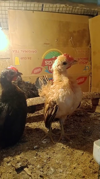 anak ayam Serama belajar berkokok #ayam #ayamserama #chicken #ayamhias #dadaayam #birds