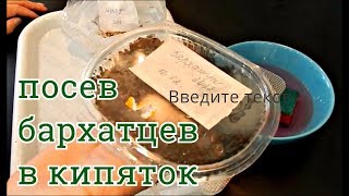 СУПЕР СПОСОБ ПОСЕВА БАРХАТЦЕВ В КИПЯТОК СУПЕР СПОСОБ ПОСЕВА БАРХАТЦЕВ В КИПЯТОК