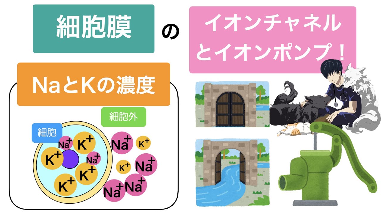 『イオンチャネルとポンプ』『ナトリウムとカリウムの濃度』 愛玩動物看護師国家試験対策 YouTube