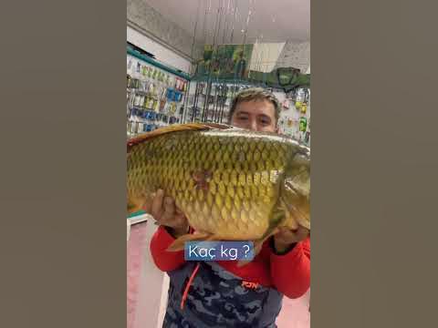 Kaç kg? #sazan - YouTube