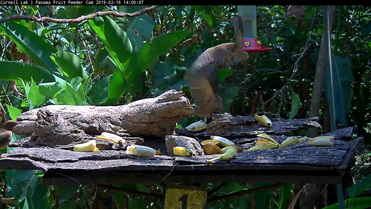 Panama Fruit Feeder Cam at Canopy Lodge 02162019 185238 195239