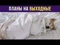 Приколы. Планы на выходные | Мемозг #31