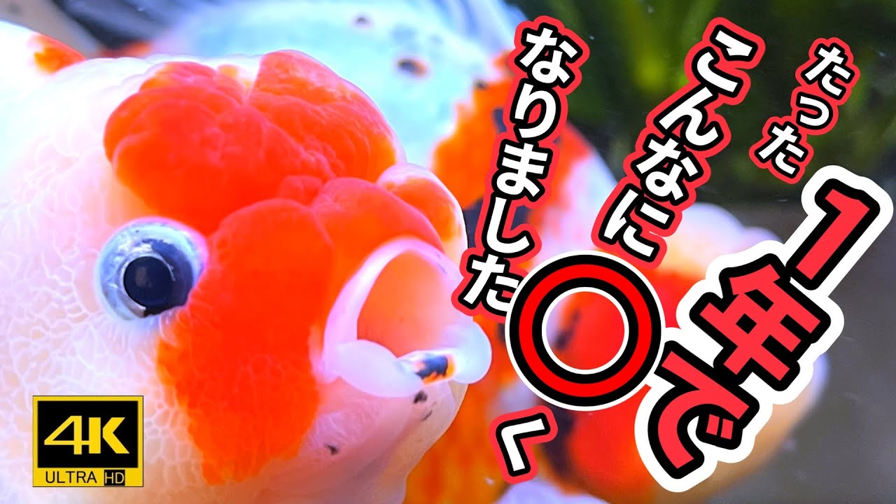 👉【金魚ビギナーが１年飼育したら奇跡が起こった⁉】１年のあゆみ　金魚ビギナー奮闘記