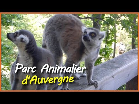 balade-au-parc-animalier-d'auvergne