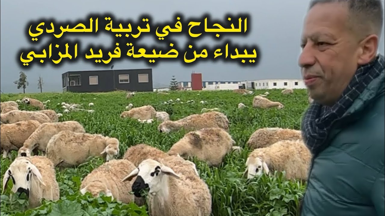 ضيعة فريد المزابي الربح في مشروع تربية الأغنام الصردية 🐑 مضمون بشرط أن تتبع هده المعلومات 