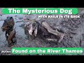 Mudlarking the River Thames : The Mysterious Wooden Dog with nails in his back found on the Thames