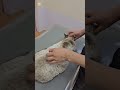 脱水症状が酷い野良猫、保護、救助#捨て猫#Stray cat protection and rescue #Abandoned cats