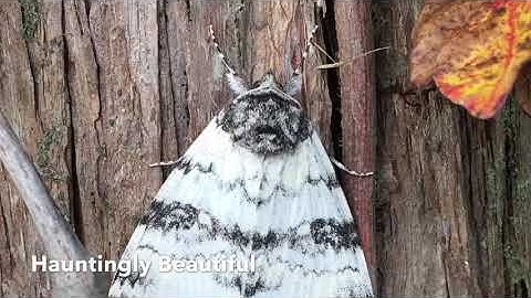 Nauset Marsh ~ Eastham, Ma.