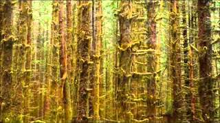 Norwegian Wood (Instrumental)