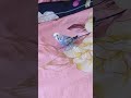 #budgies #budgerigar #pets #birds #cute #youtubeshorts #nature