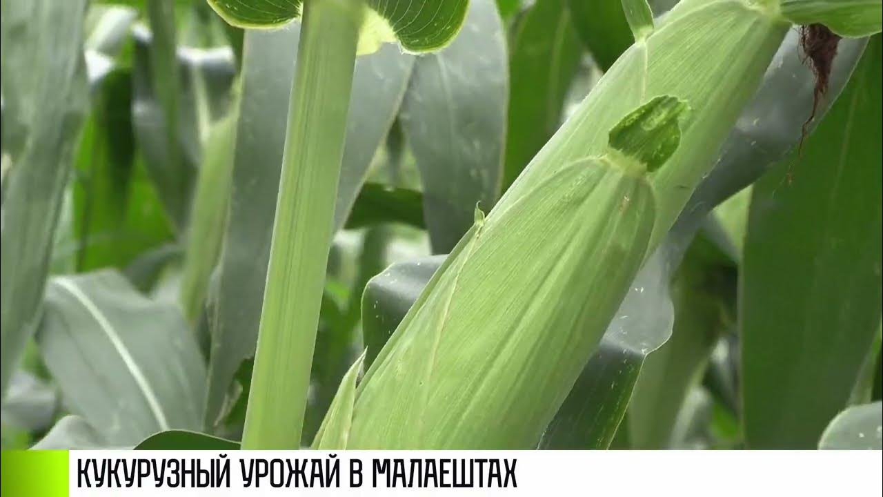 Как узнать когда поспела кукуруза. Как узнать когда поспела кукуруза