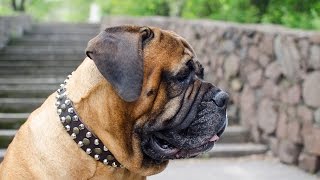 Bullmastiff, Pitbull & Amstaff Wearing Top Notch Leather Dog Collar