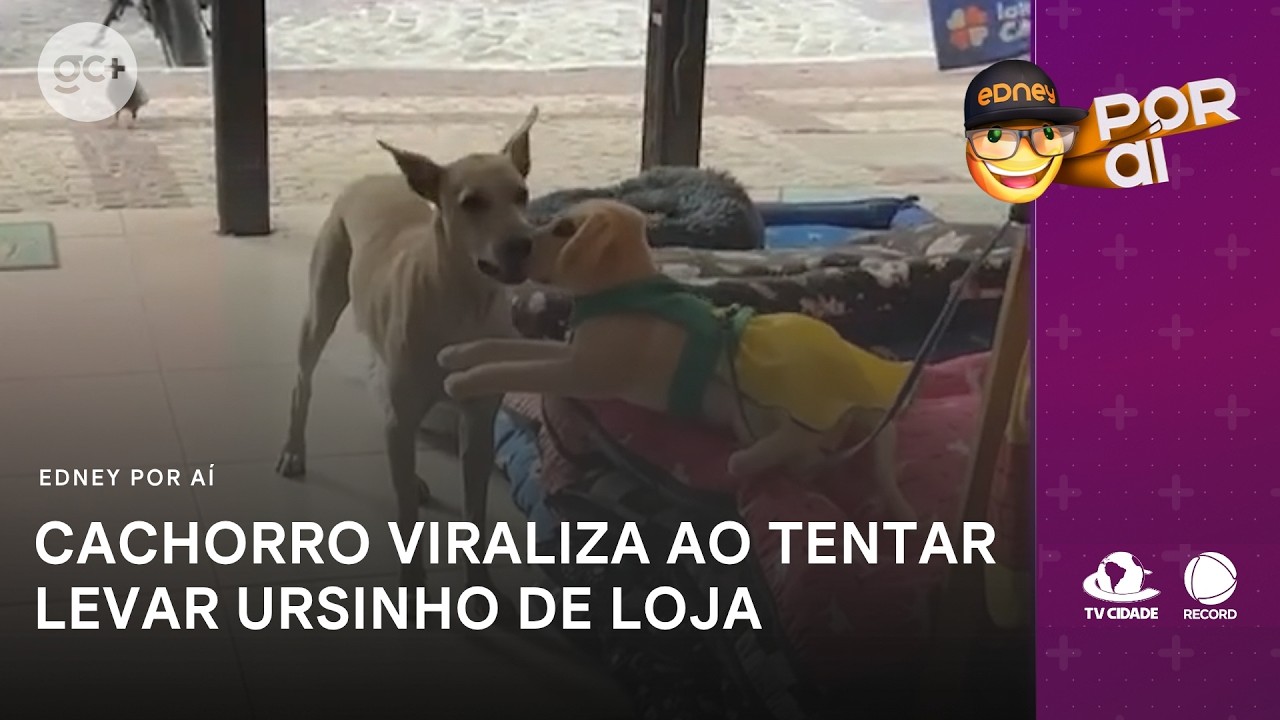 Cachorro caramelo viraliza ao tentar levar ursinho de pelúcia de loja | Balanço Geral CE Manhã
