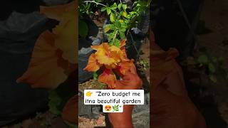 Beautiful Garden 🌿😍 Zero Budget DIY #shorts