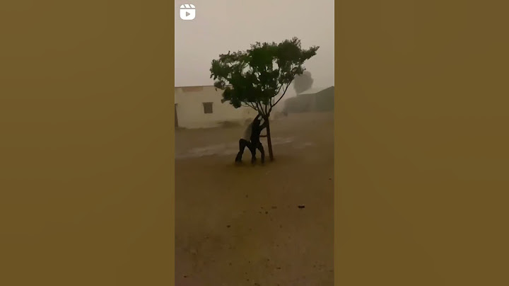 how we save a tree 🎄 in cyclone 🌀 #youtubeshorts #shortvideo #tree #savetheworld #savetrees #cyclone