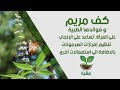 كف مريم و فوائدها الطبية  chaste tree & Its medical benefits  #الحمل_السريع  #المرأة_و_الانجاب