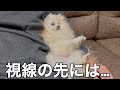 ポメラニアンを飼うとこんな賑やかな生活が待ってます！