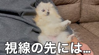 ポメラニアンを飼うとこんな賑やかな生活が待ってます！