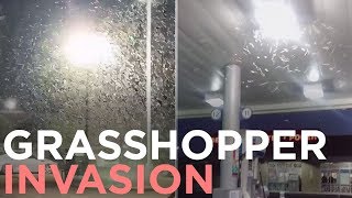Grasshopper Swarms Invade Las Vegas Area