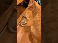 しっかり育てたら天才に