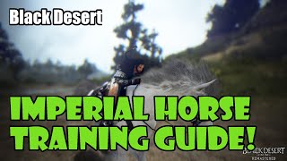 [Black Desert] Beginner Imperial Horse Training, AFK Horse Leveling, and Catching a Horse Guide!