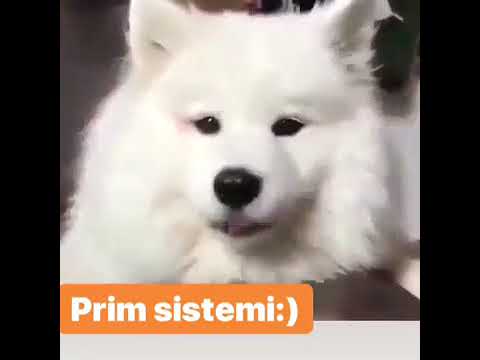 Prim Sistemi