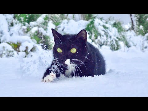 大雪の世界に猫を解き放ってみると。。