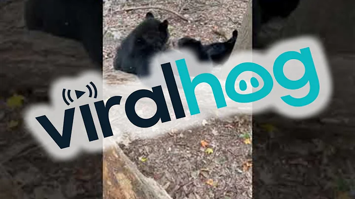 Mother Bear Plays With Her Cub || ViralHog