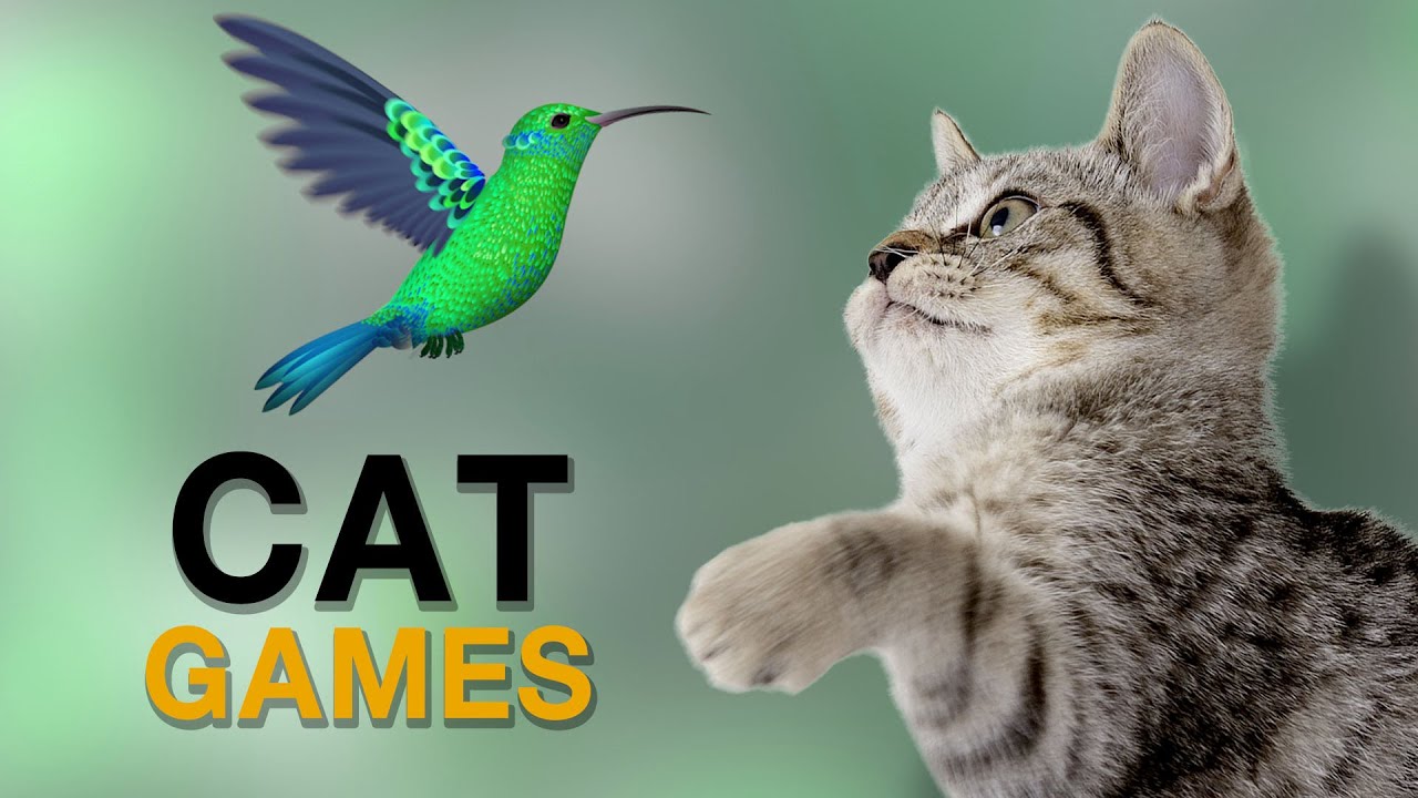เกมส์แมว จับนก นกฮัมมิ่งเบิร์ด บนหน้าจอ สำหรับแมว  แกล้งแมว  60 FPS