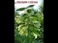 Лилия Глена- Кардиокринум Глена (Cardiocrinum glehnii) редкий цветок