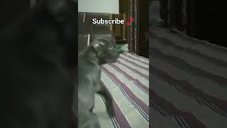 “Help Shadow Reach 1K 🐶 | #subscribe #shadowunleashed #puppyjourney