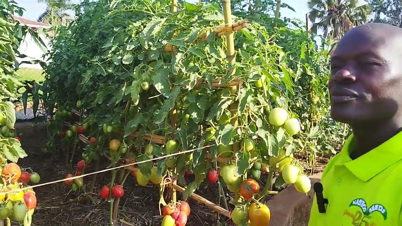 TOMATO GROWING (PELE F1) for wealth creation (THE JINJA AGRICULTURAL SHOW 2023)