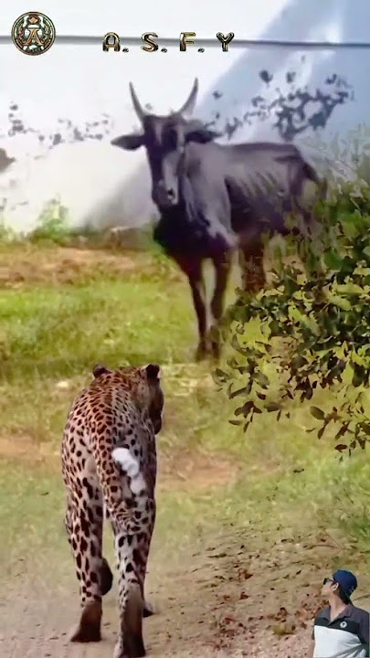 macan tutul keluar dari semak semak datangi sapi hitam yang sedang berjemur #animals #shorts