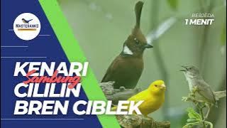 KENARI SAMBUNG CILILIN, BREN CIBLEK