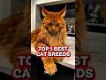 Top 5 BEST Cat Breeds That Will Steal Your Heart 😻 (2026)