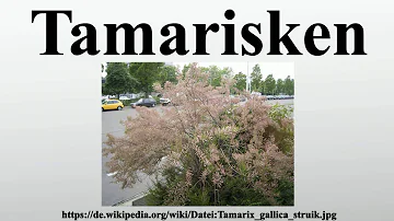 Wie schneidet man eine Tamariske?