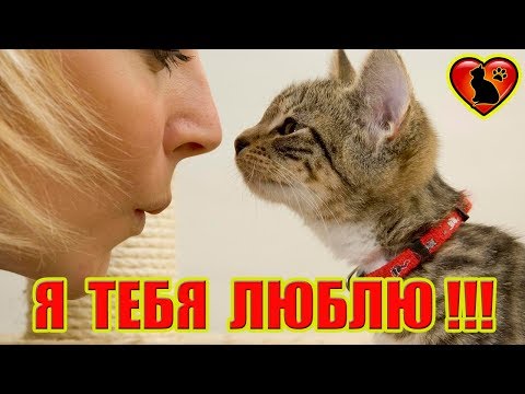 Так Вот Каких Людей Любят Кошки! Каких Людей Выбирают Кошки?!