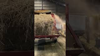 Cows Love Straw #Farming #Cows #Cow #Dairy #Farm #Cattleculture #Milk #Agritech #Farmlife