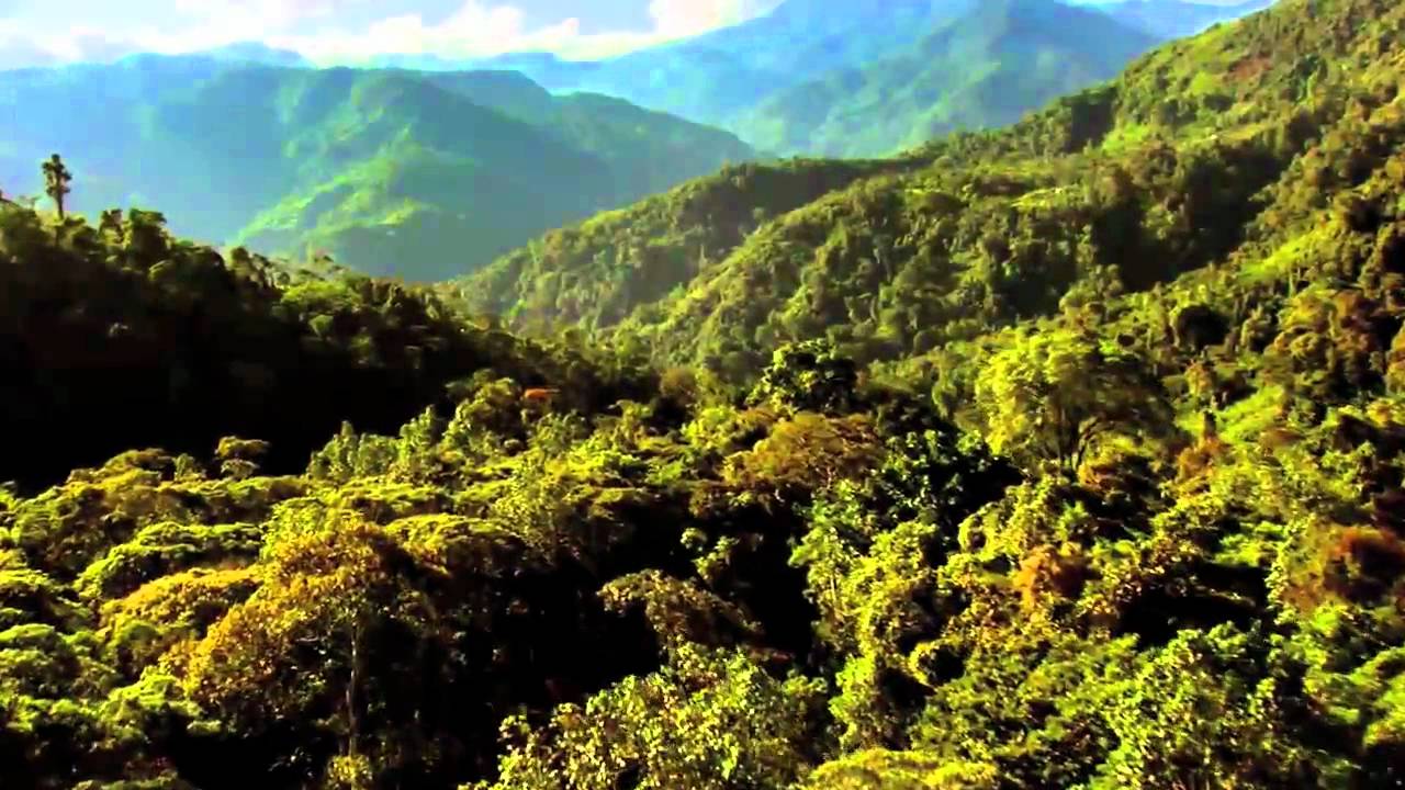 Download Circle of Life - Nature - YouTube