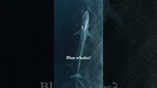 What Would You Rather Film? #Humpbackwhale #Bluewhale #Killerwhale