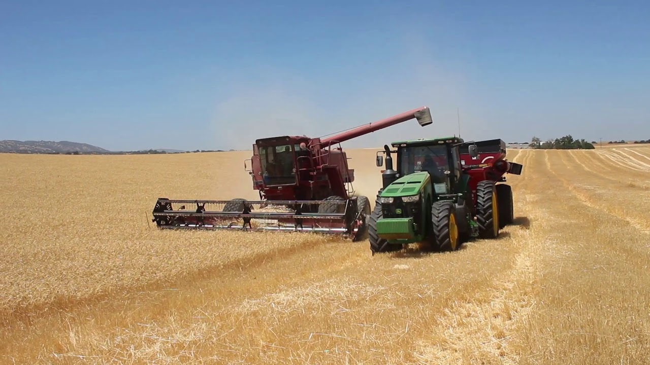 Malting barley used in beer making YouTube