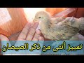 كيفية تمييز أنثى من ذكر الصيصان The difference between male and female chicks